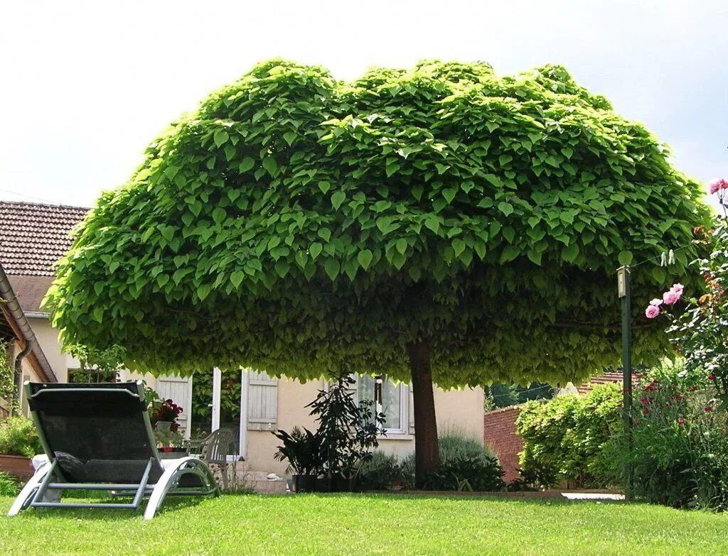 Дерево счастья катальпа Ландшафтный дизайн Фото