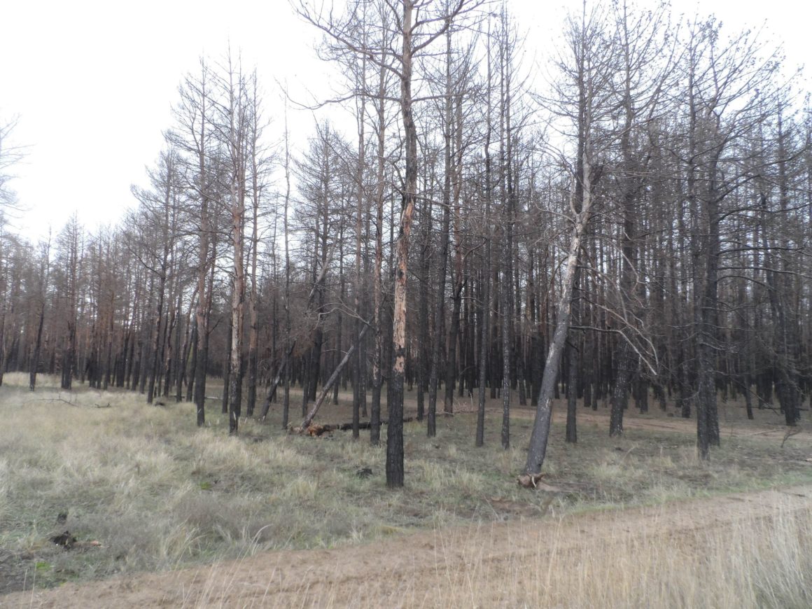 На Николаевщине в Андреевском урочище людей беспокоит судьба свыше 300 га сгоревшего летом 2022 года леса