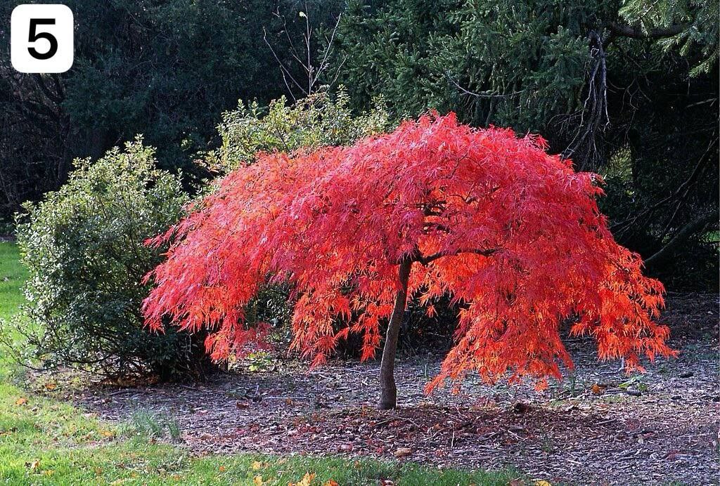Низькорослі дерева для саду Ландшафтний дизайн Фото